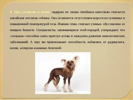Собаки для аллергиков и астматиков