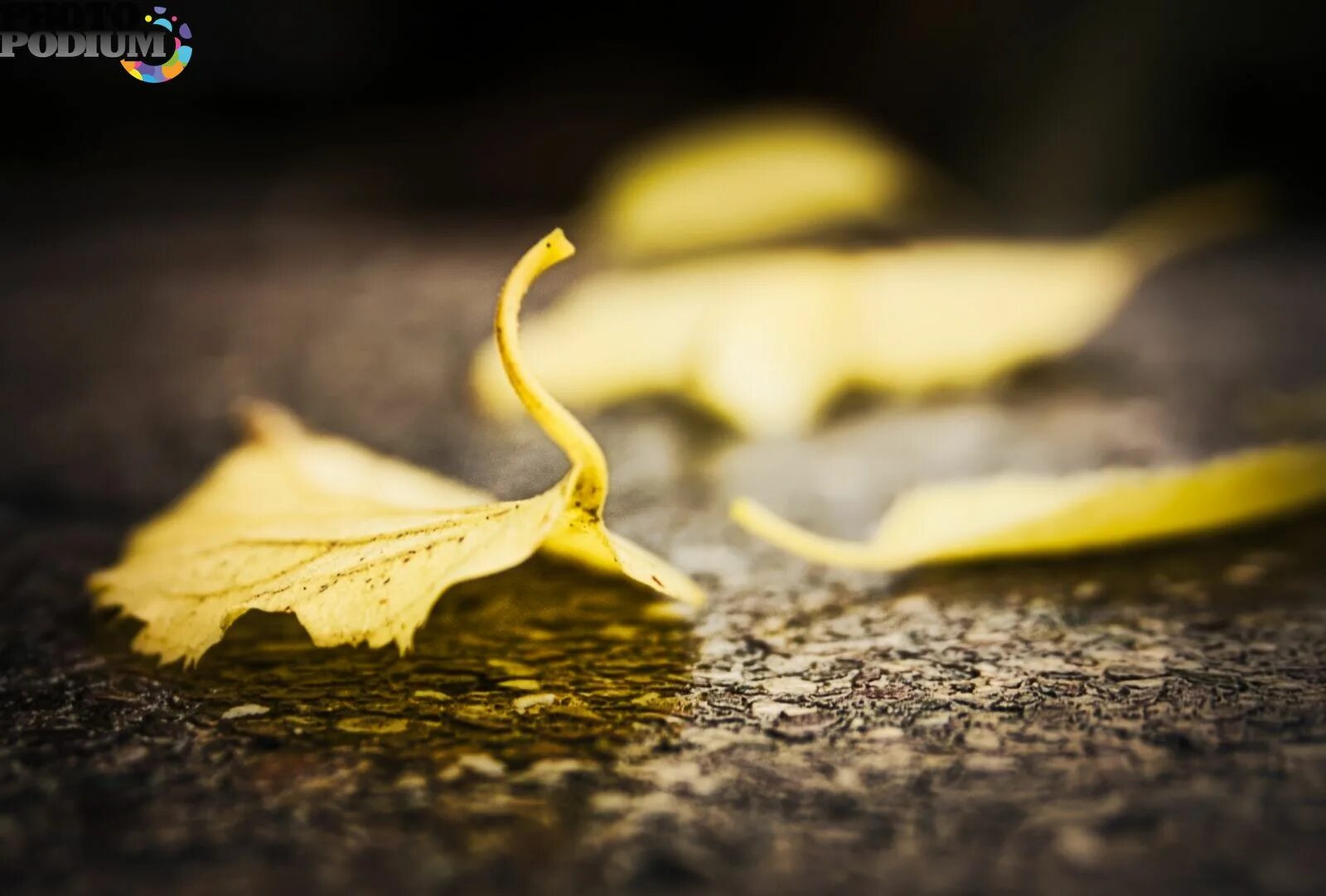 Книга желтый лист. Желтый лист бумаги. Желтые листья картинки. Фотообои листья желто бежевые. Желтый листизмятый.