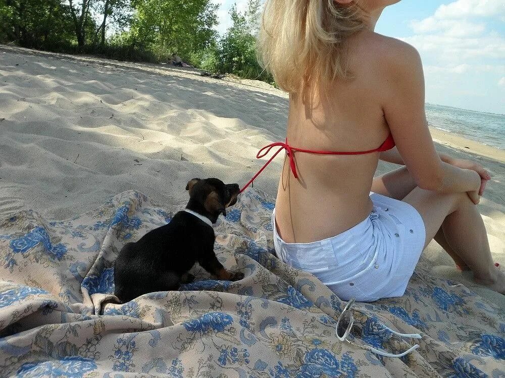 Новые бесплатные видео. Пёс и девушки в купальниках. Девушки с животными на пляже. Девушки в купальниках с собачкой. Прикольные видеоролики.