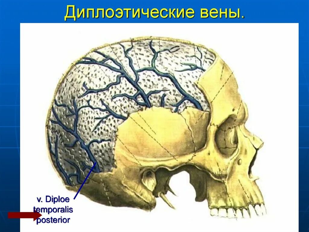 Венозный в черепе