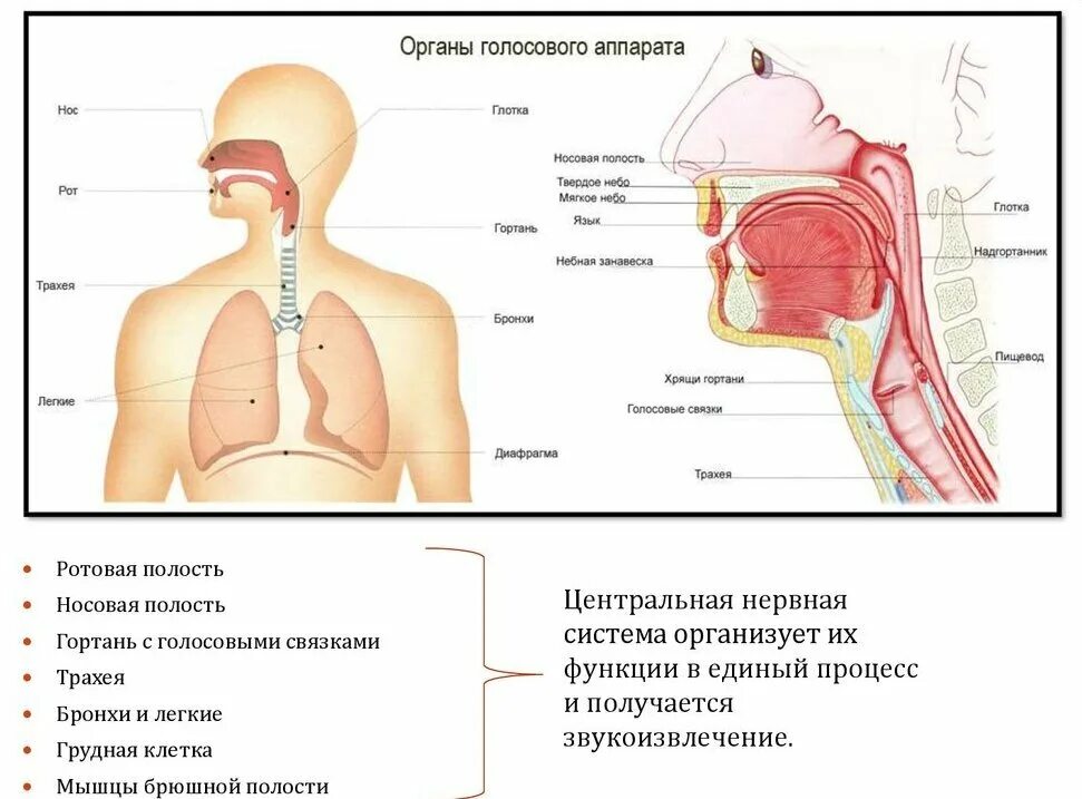 Из чего состоит пение. Строение дыхательной системы и голосового аппарата. Дыхательный отдел речевого аппарата. Дыхательная система трахея анатомия человека. Схема строения голосового аппарата человека.