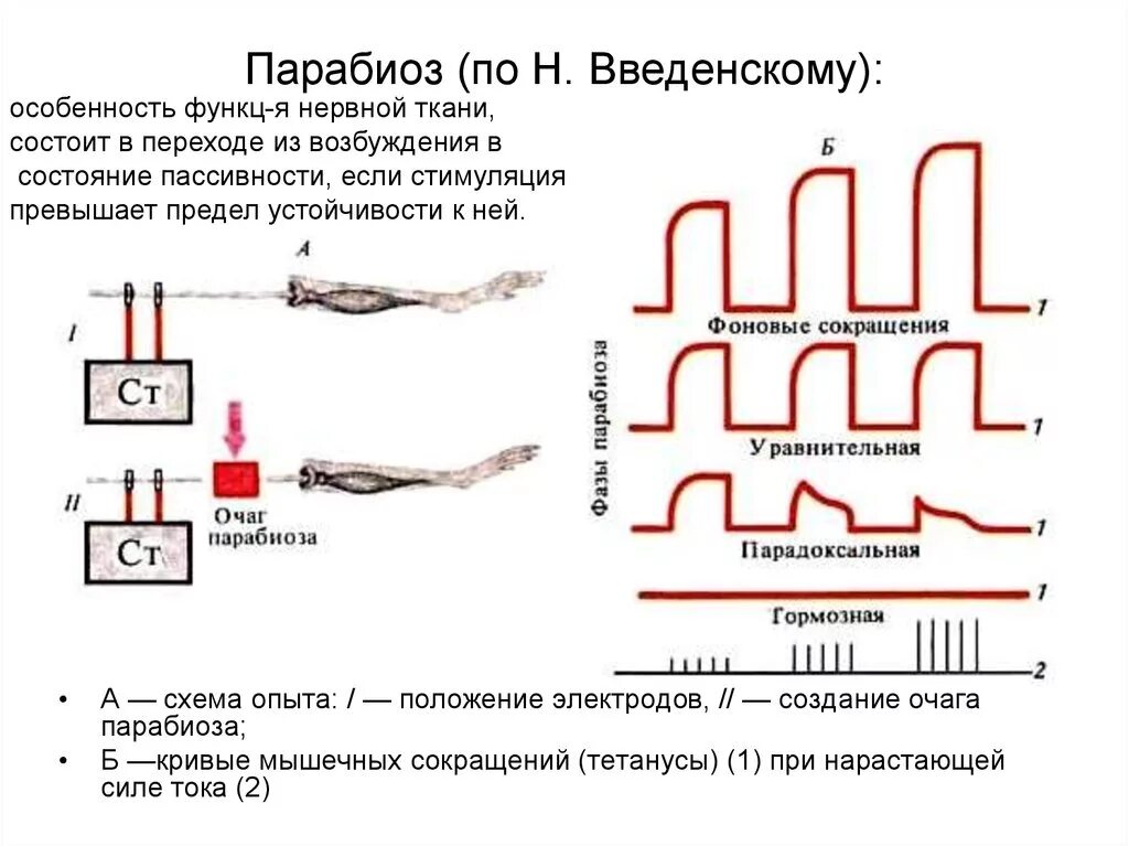 Парабиоз н.е.Введенского.. Парабиоз Введенского физиология. Опыт Введенского парабиоз. Фазы парабиоза физиология. Какой ток вызывает сокращение мышц