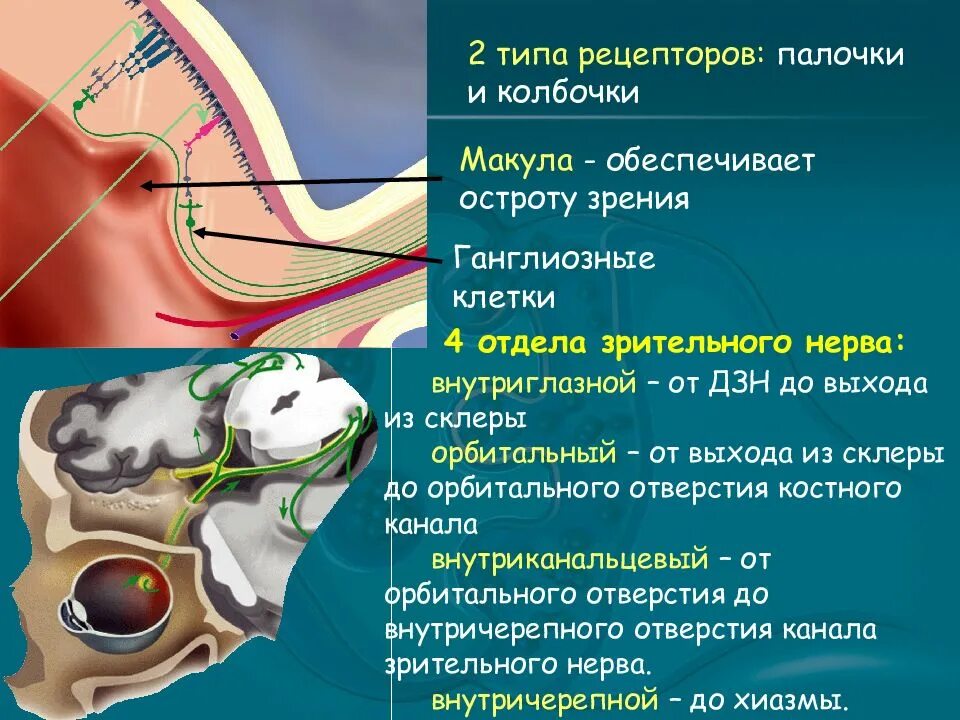 Зрительный нерв в головной мозг. Интраорбитальная часть зрительного нерва. Отделы зрительного нерва. Внутриглазная часть зрительного нерва. Отделы зрительных нервов.