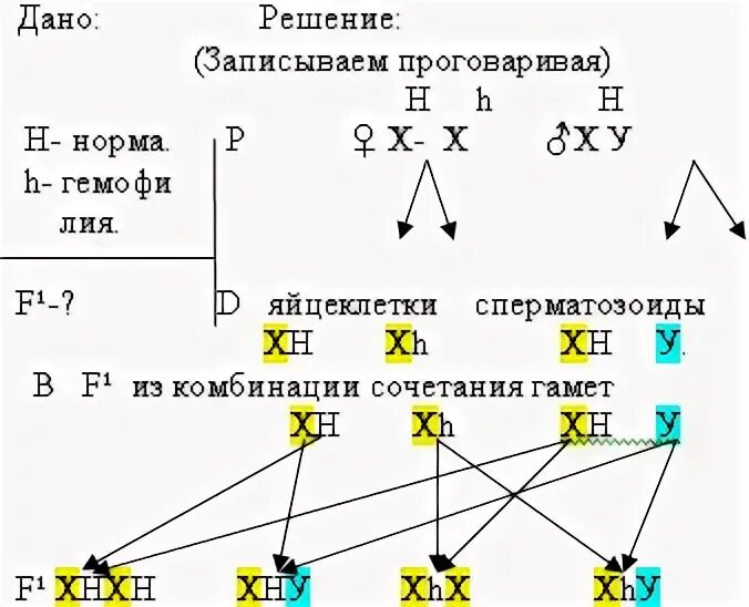 Решение генетических задач на сцепленное с полом наследование. Алгоритм решения задач на сцепленное с полом наследование. Задачи по генетике на сцепленное с полом наследование с решением. Задачи по генетике сцепленные с полом с решением. Гемофилия және дальтонизм