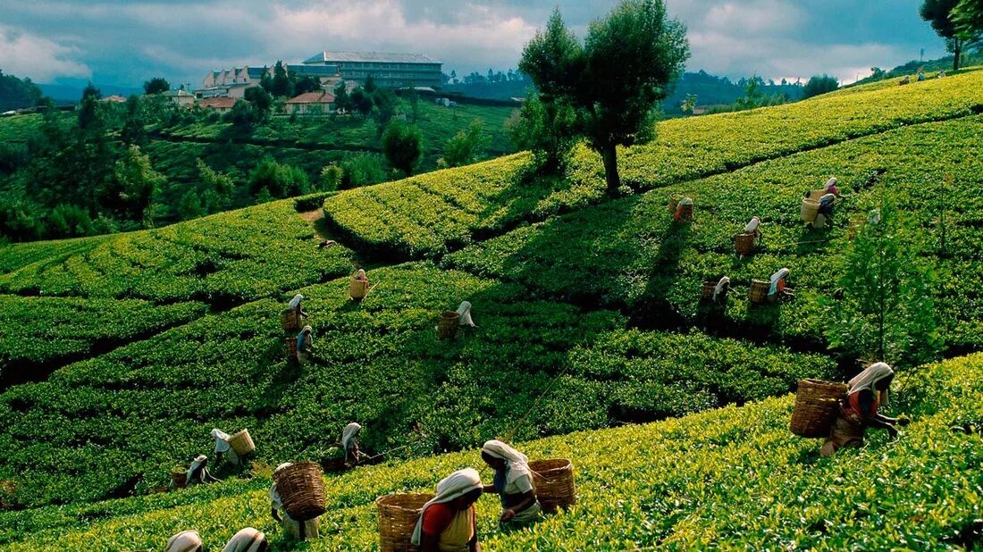 Шри ланка производство. Плантации чая Цейлон. Шри Ланка чайные плантации. Чайные плантации Цейлона. Шри Ланка Цейлон сбор чая.