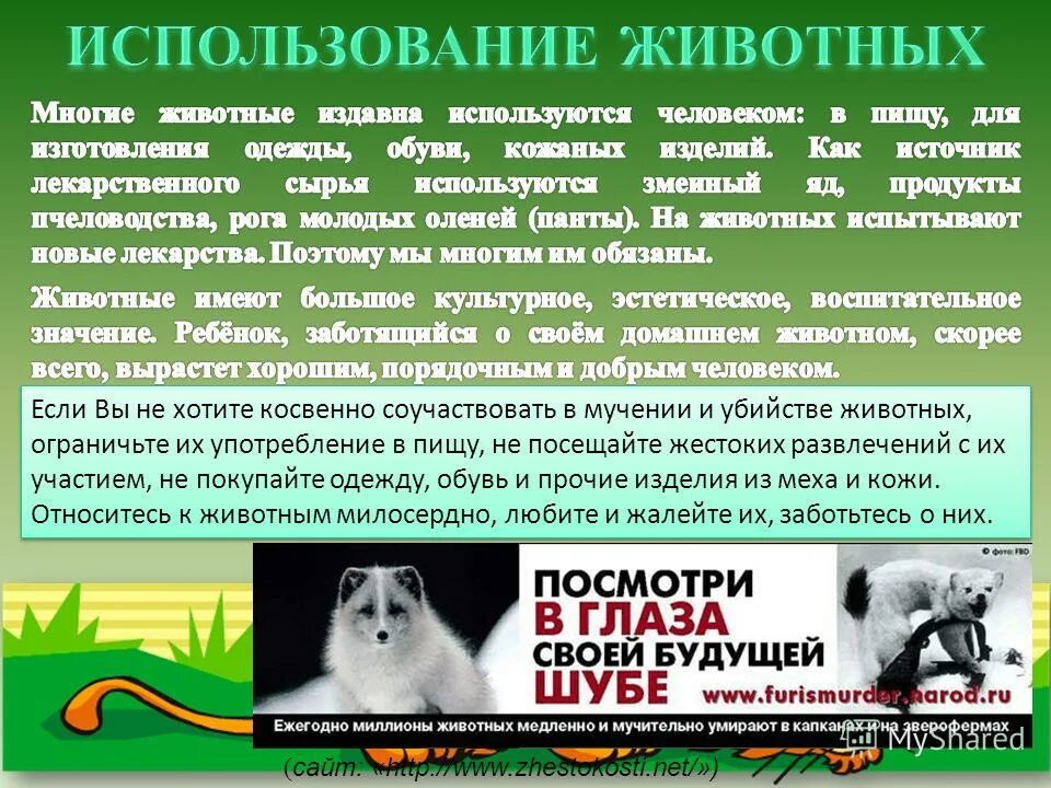 Роль домашних животных. Важность животных в жизни человека. Ферментные препараты для животных. Ферменты животного происхождения. Современные биотехнологии.