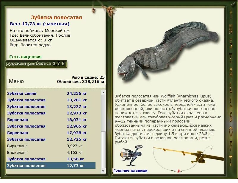 Зубатка рыбалка. Рыба зубатка песчанка. Зубатка отзывы. Семейство зубатковых рыб. Зубатка кусок горячего копчения.