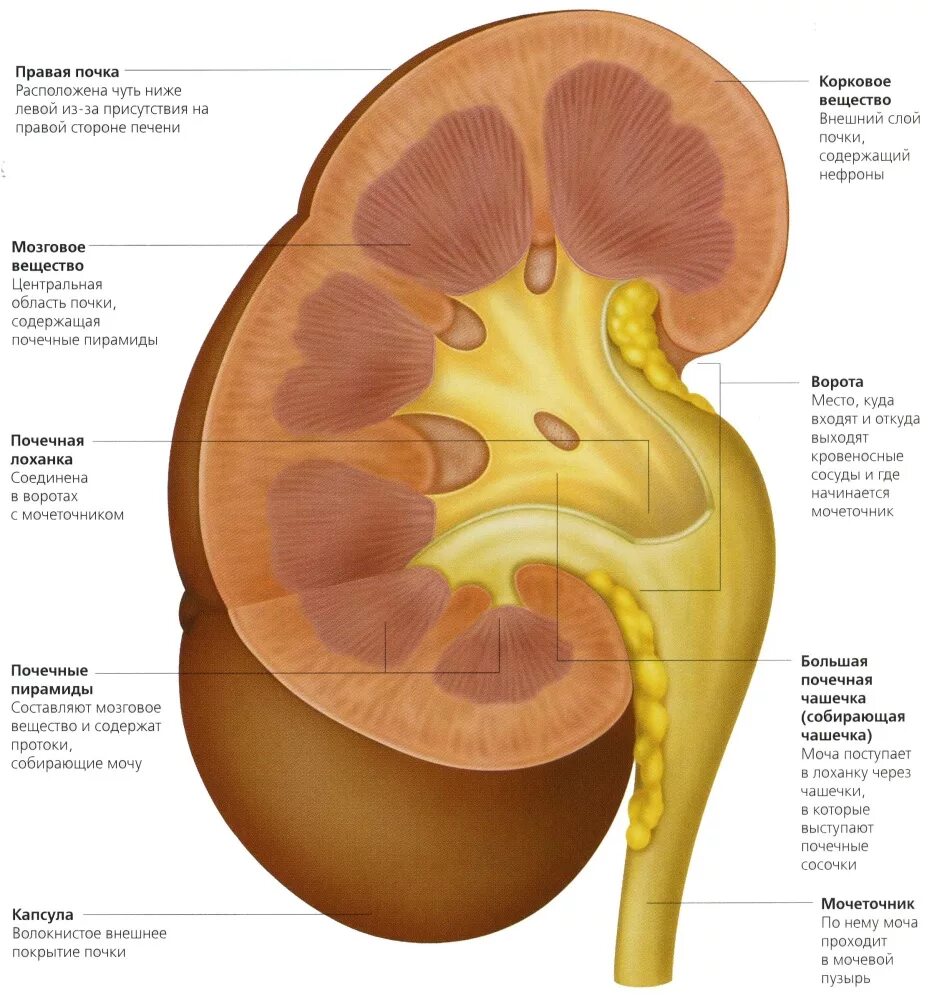 Почечная лоханка почка в разрезе. Строение правой почки фронтальный разрез. Строение почки во фронтальном разрезе. Строение почки на латыни.