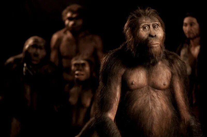 Первые люди 2017. Australopithecus Afarensis (австралопитек афарский). Австралопитек афарский реконструкция. Австралопитек парантроп Эволюция. Австралопитеки предки человека.