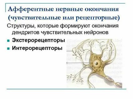 Окончания нервных клеток