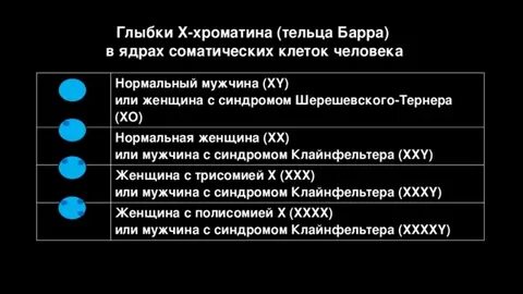 Ядре соматических клеток человека