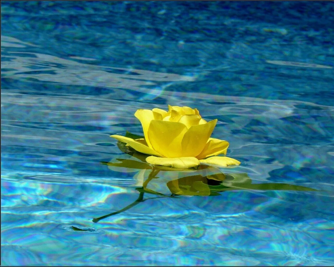 The flowers to water every day. Цветы на воде. Желтые цветы на воде. Цветы плавают в воде. Красивые плавающие цветы.