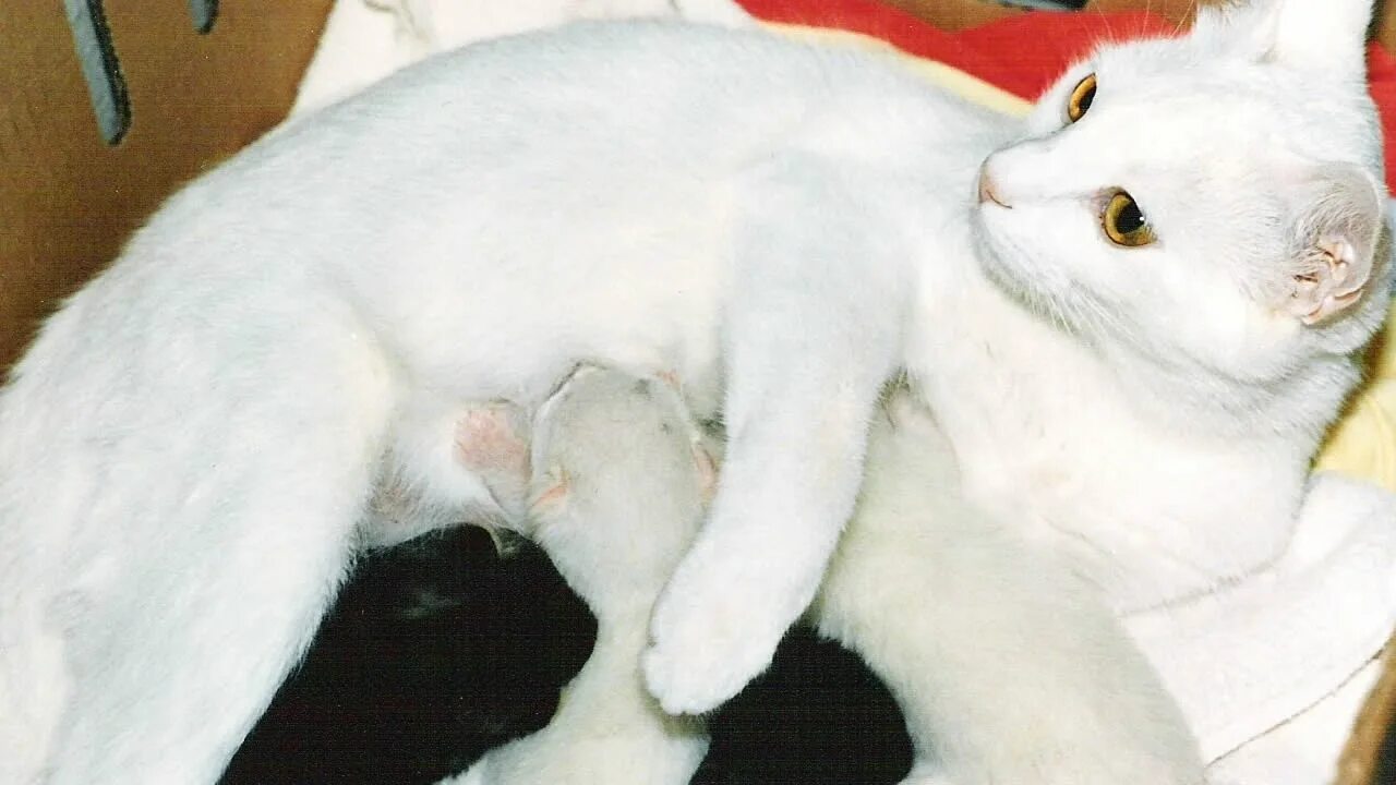 Кошка после родов ходит за хозяином. Кошка после родов ходит за хозяином. Кошка после родов ходит за хозяином. Кот наелся поролона что делать. Кошка после родов ходит за хозяином.