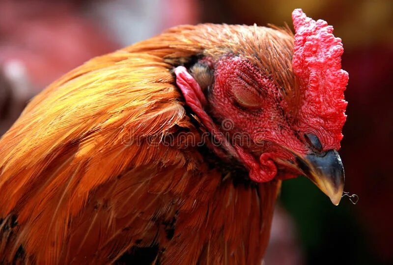 Спящие петухи. Спящий петушок. Засыпать с петухами. Спящий петушок. Спящий петушок.