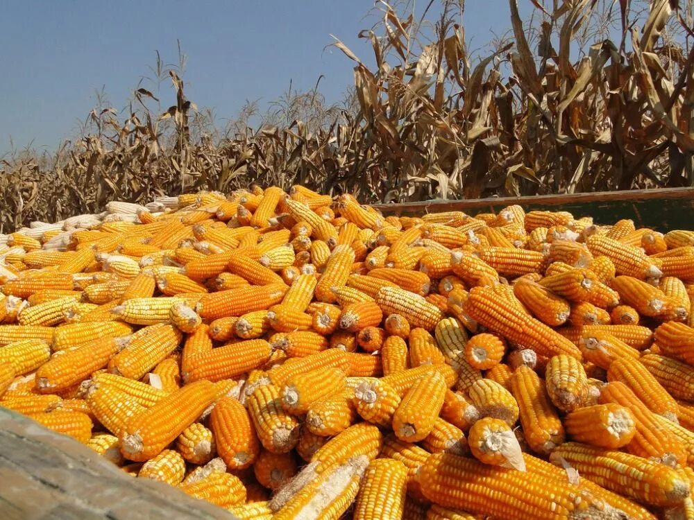 Кукуруза сбор урожая. Кукурузные поля в Краснодарском крае. Урожай кукурузы. Сельское хозяйство кукуруза. Поле урожай кукуруза.