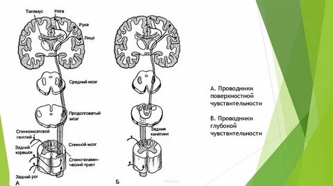 Поверхностная чувствительность