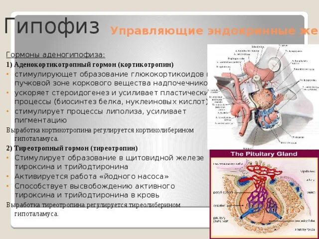 К эндокринным железам относятся гипофиз. Гипофиз это железа. аденогипофиз гормоны. гипофиз функции.