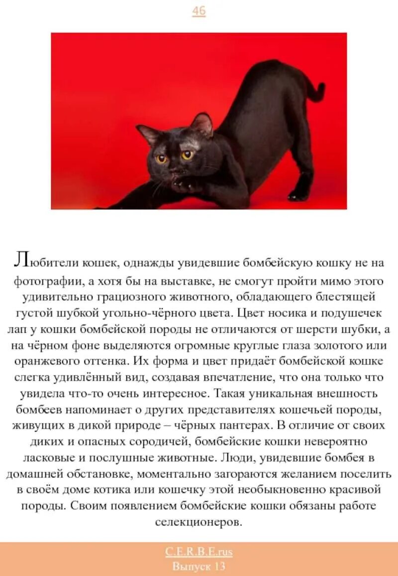Бомбейская кошка фото и описание породы. Бомбейская черная кошка описание. Бомбейская кошка характер. Породы кошек Бомбейская с фотографиями. Черная кошка содержание