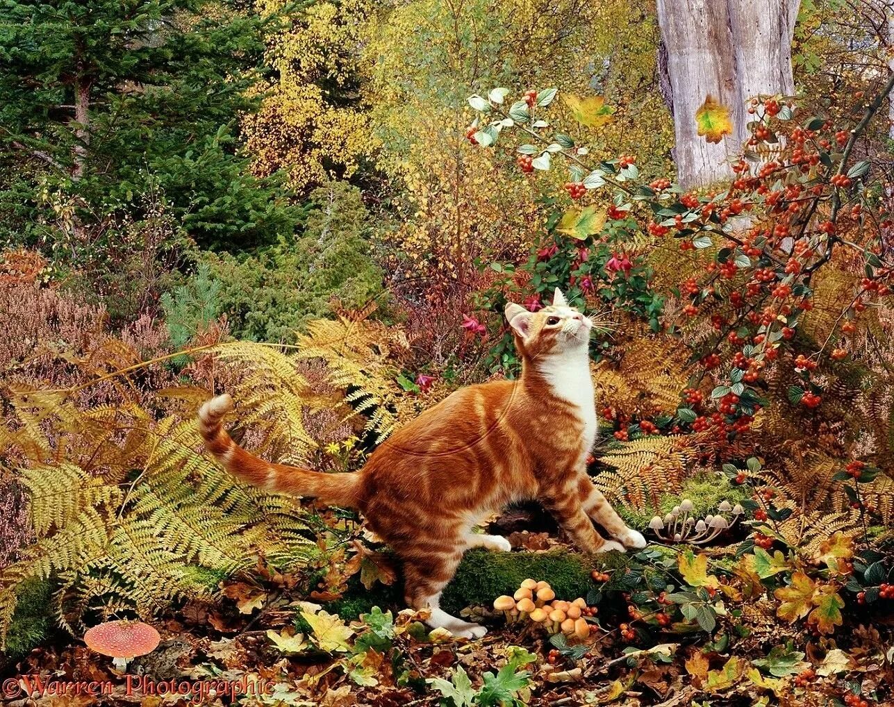 Fall tail