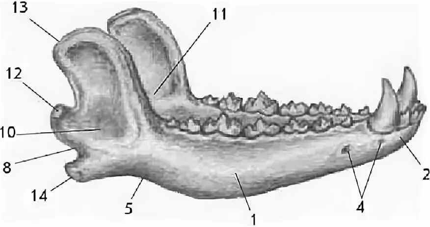 Нижняя челюсть лошади анатомия. Нижняя челюсть собаки анатомия строение. Собачья челюсть кость анатомия. Ростральная часть нижней челюсти.