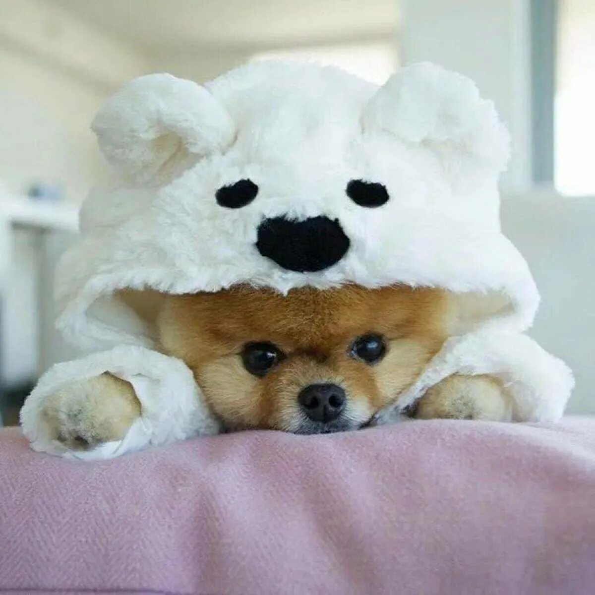 Померанский шпиц jiffpom. Померанский шпиц БОО. Померанский шпиц jiffpom белый. Померанский шпиц плюшевый.