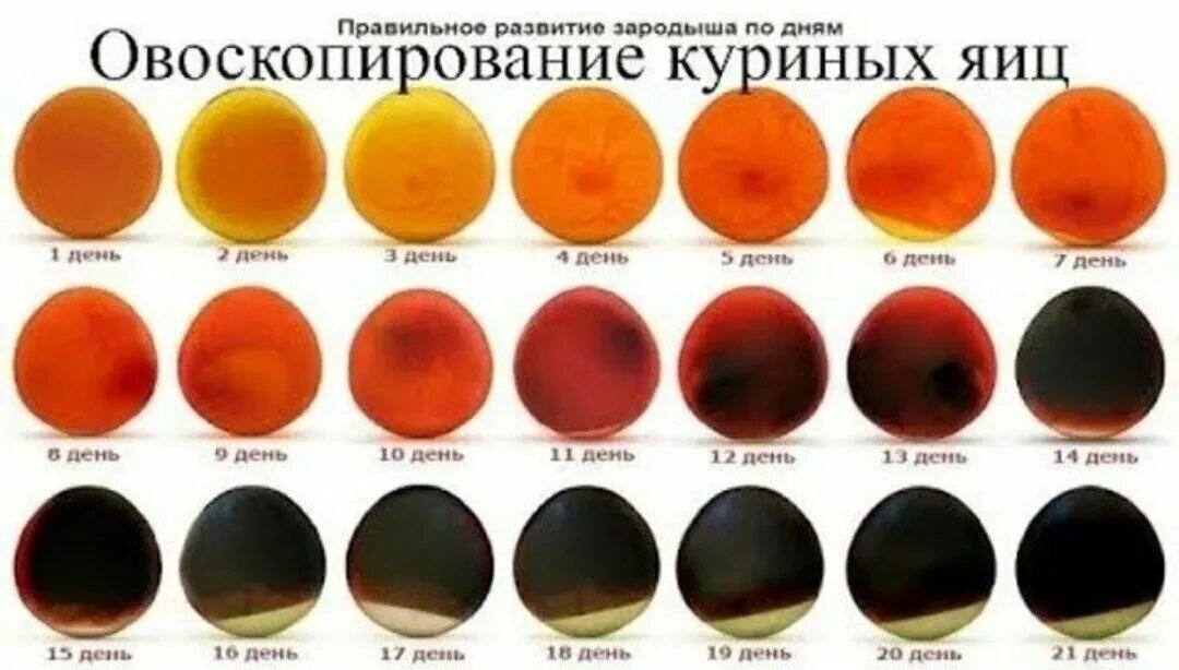 Инкубация яиц 15 день. 10 день инкубации куриных яиц овоскопирование. овоскопирование куриных яиц на 10 день. овоскопирование гусиных яиц. овоскопирование страусиных яиц.