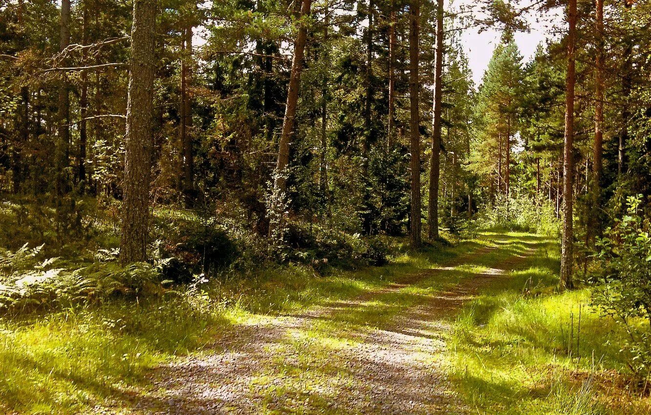 Раменское опушка леса. Фащевский лес. В низине на опушке берёзового леса. Берёзовый овраг. Над каждым словом запишите какой частью речи оно выражено.