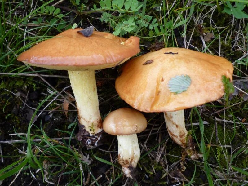 Масленок зернистый съедобный. Suillus granulatus. Грибы масленок зернистый. Пластинчатый масленок гриб желтый. Масленок пластинчатый гриб