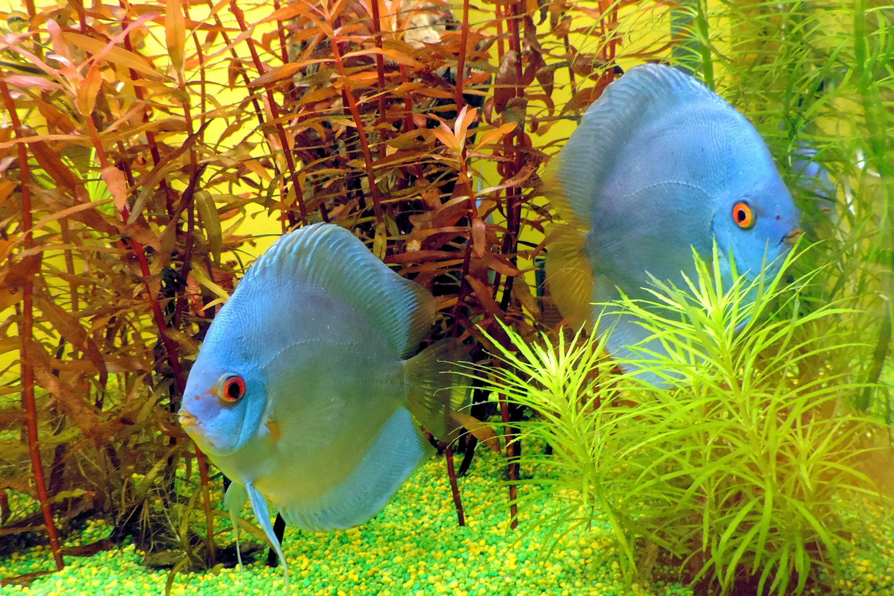 Аквариумные рыбки попугаи Дискус. Рыбка попугай Дискус. Дискус голубой аквариумная рыбка. Зелёная рыба Дискус.