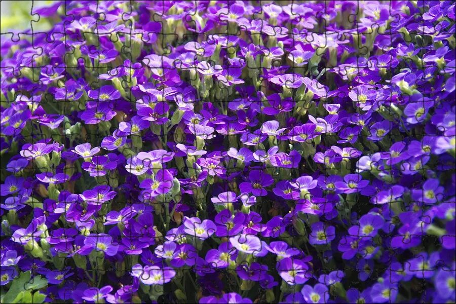 Поле фиалок фото 50 Beautiful Flowers for Every State in the Union Flowers, Beautiful flowers, Fl