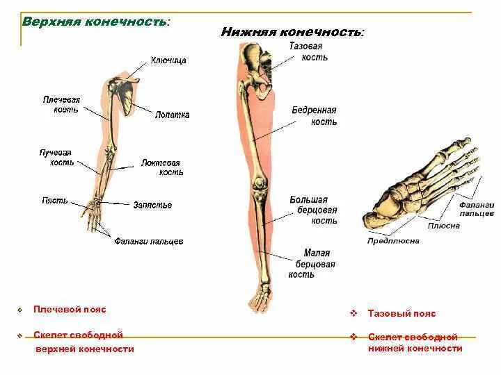 Строение скелета верхних и нижних конечностей. Скелет свободной верхней конечности анатомия. Строение верхней конечности и нижней конечности. Верхние и нижние конечности человека анатомия. 7 скелет конечностей