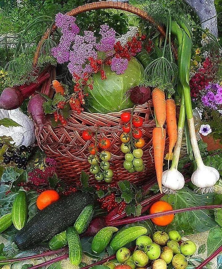 Дачные овощи. Урожай овощей. Овощи и фрукты с огорода. Огород урожай. Есть и овощ в огороде