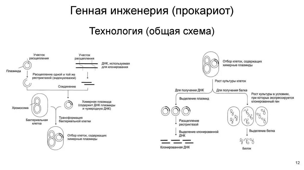 В клетках прокариот днк. Клонирование бактерий схема. Основные этапы методов генетической инженерии. Генная и клеточная инженерия схема. Генная инженерия схема.