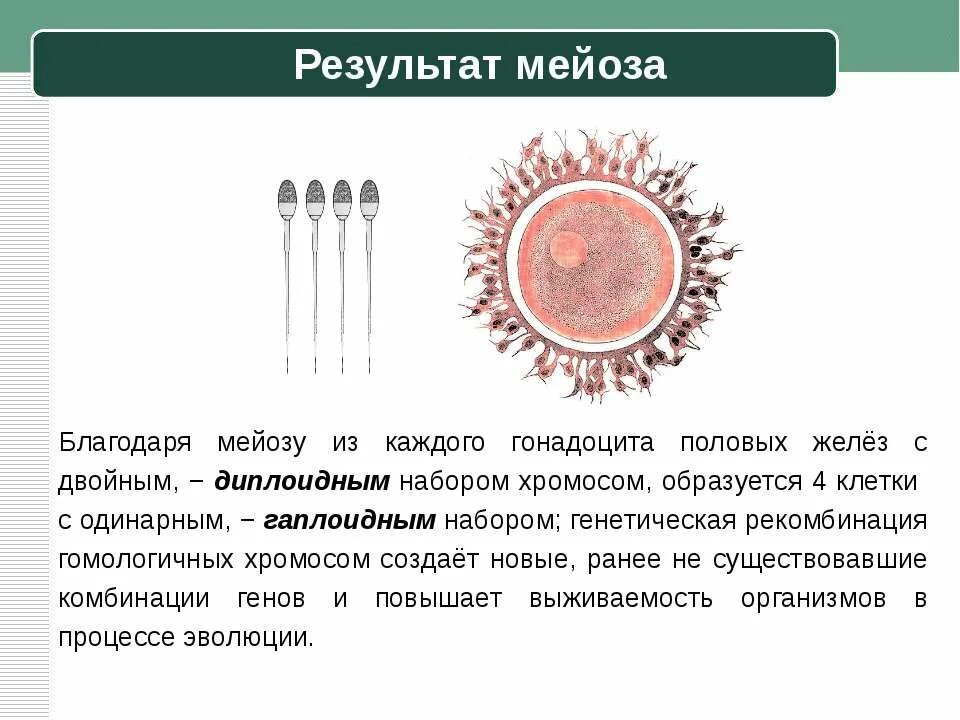 Результат мейоза. В результате мейоза образуются. Какие клетки образуются в результате мейоза. Образуются в результате редукционного деления половые клетки. Спора образуется путем мейоза