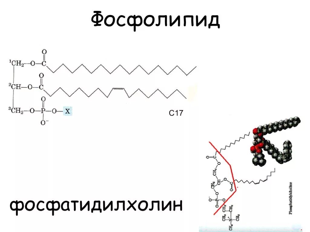 Фосфолипиды макси формула. Фосфолипиды общая формула. схема фосфолипидов. фосфолипиды схема строения. строение фосфолипида схема.