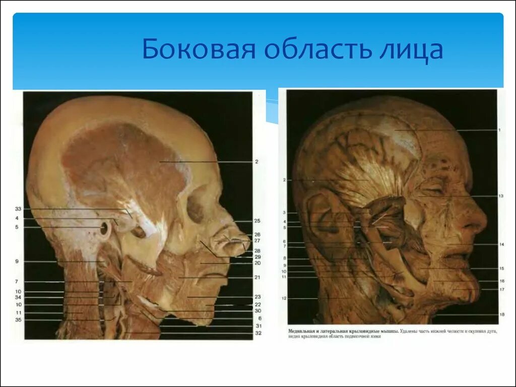 Т область на лице. Т область на лице