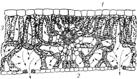 Мезофилл листа клетки. Тонкий срез клеток мезофилла листа. Строение листа как органа транспирации. Верхняя и нижняя эпидерма листа. Клетках мезофилла листа тыквы.