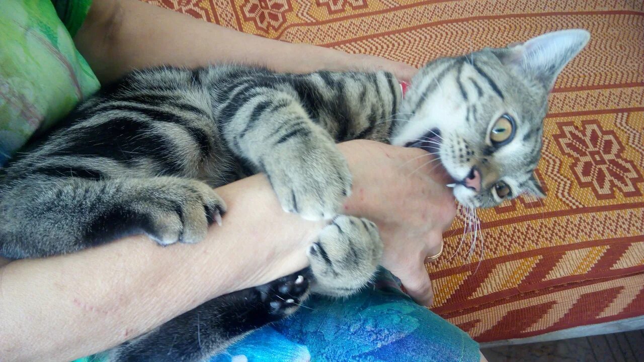 Кот кидается на хозяйку. Бенгальская кошка кусается. кот стал агрессивным нападает на хозяйку что делать.