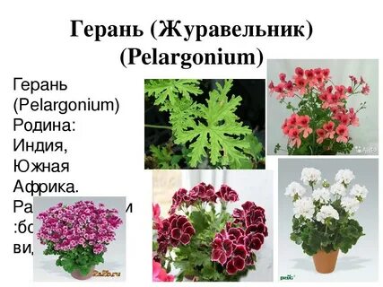 Герань по научному называется