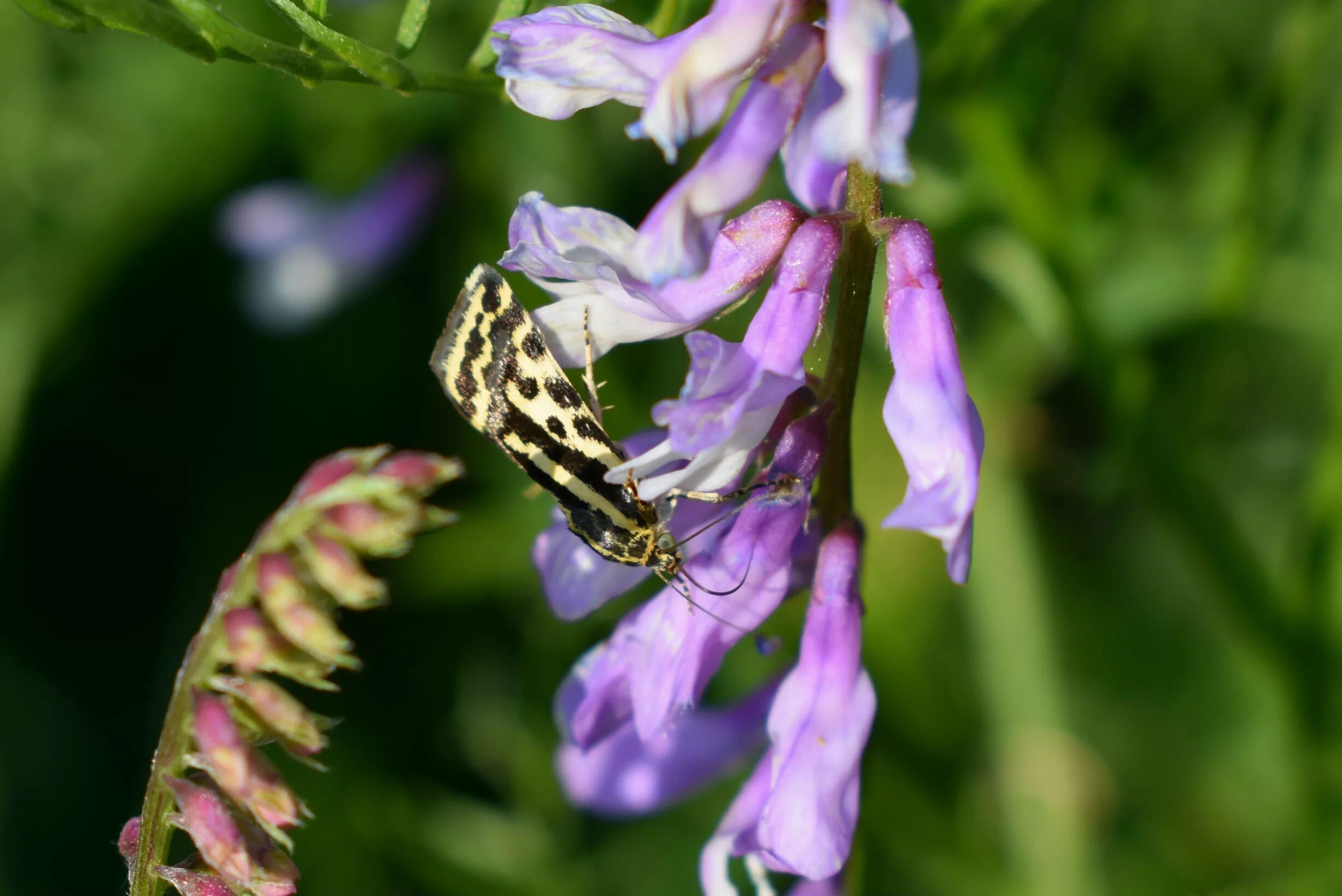 Мышиный горошек. Горошек мышиный. vicia lilacina. мышиный горошек соцветие. мышиный горошек стебель.