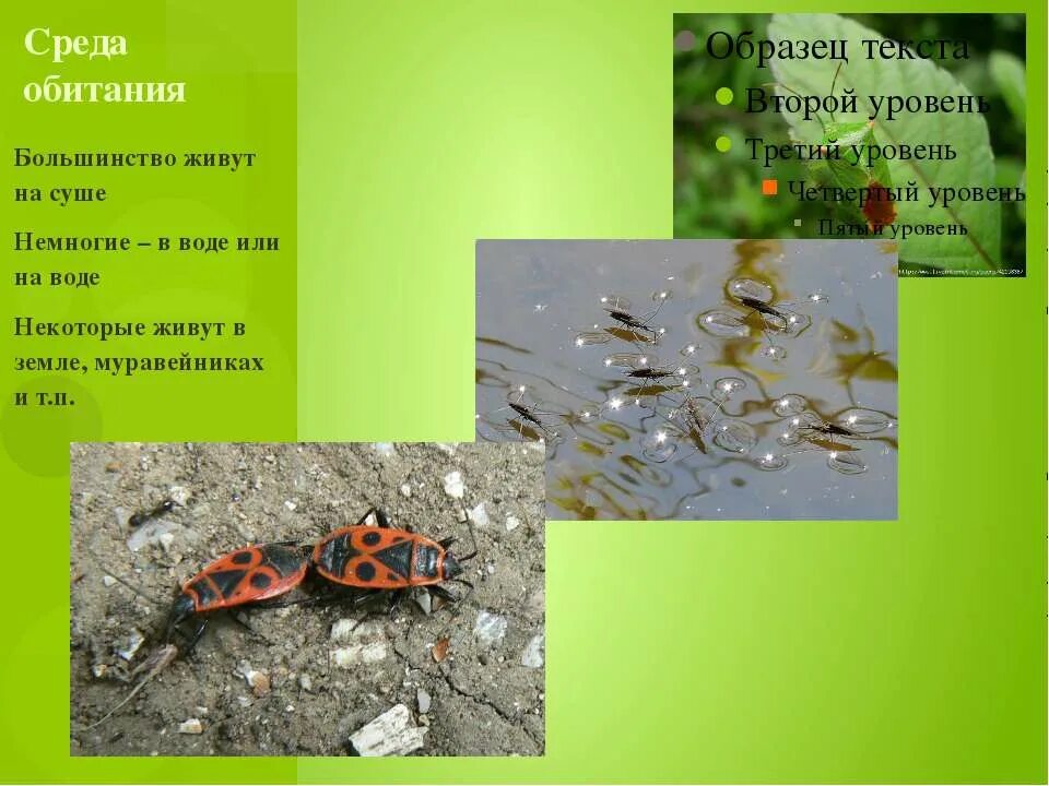 Места обитания полужесткокрылых. Полужесткокрылые насекомые строение. Места обитания полужесткокрылых. Места обитания полужесткокрылых насекомых. Отряд полужесткокрылые место обитания.