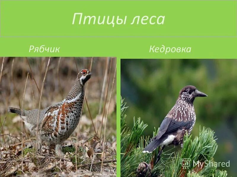 птицы лесной зоны. лесные птицы. глухарь природная зона. птицы лесной зоны россии. птицы в лесу с названиями.
