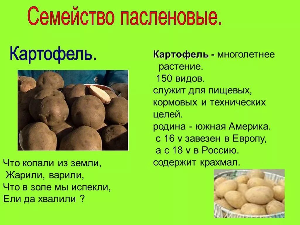 Картофель относится к группе. Научная классификация картофеля. Картофель описание растения. Классификация растений картофель. Семейство Пасленовые картофель.