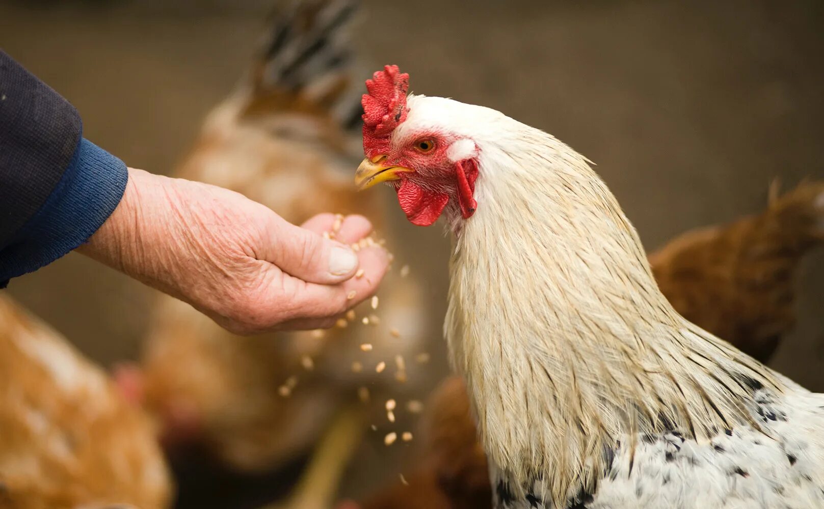 Птицеводство. Poultry farm efficiency. Feeding poultry. Сельское хозяйство кур. Avicultura.