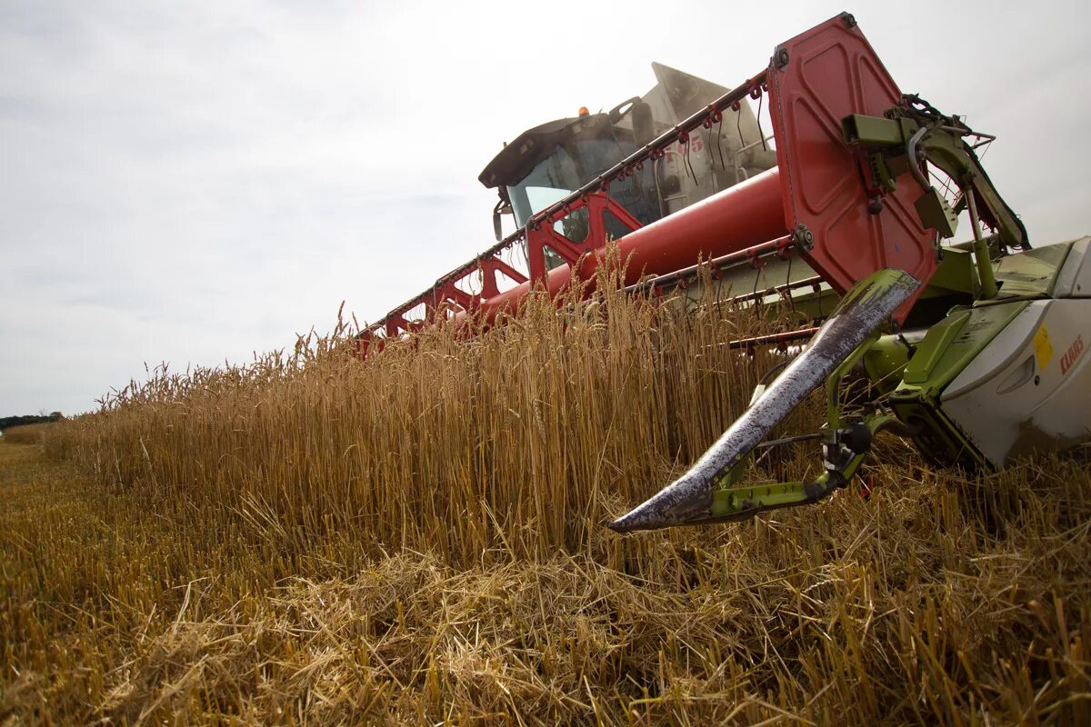 Калининградская область аграрные. Сельское хозяйство калининградской. Сх калининградской области. Агропромышленный комплекс калининградской области. Калининград сельское хозяйство растениеводство.