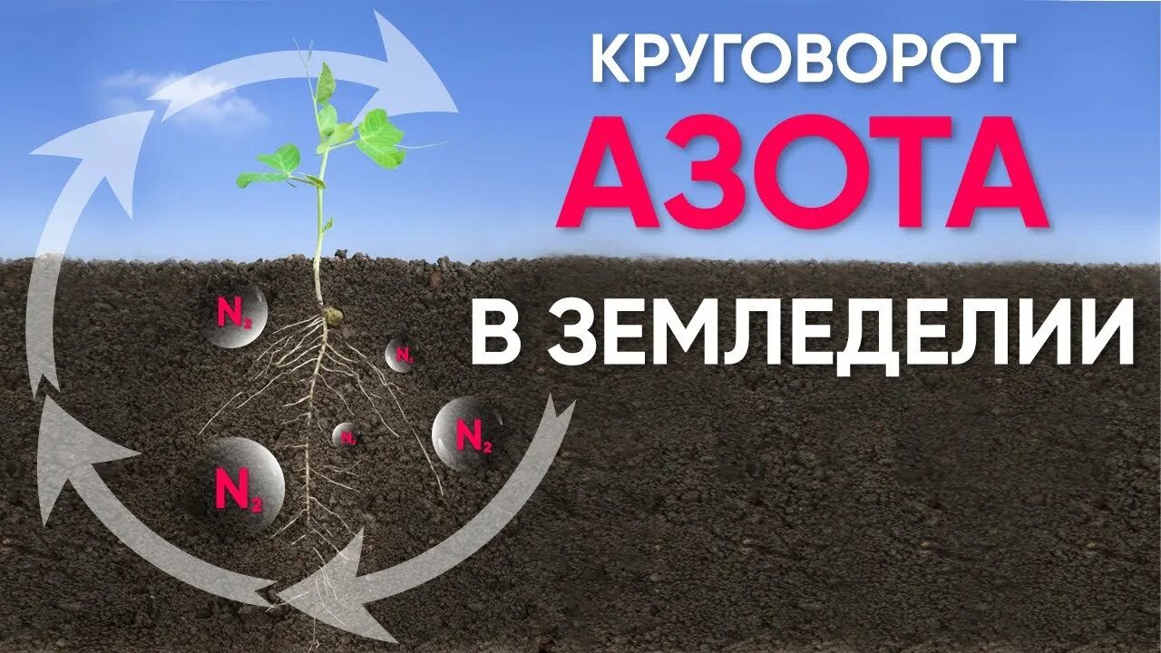 Азот в земледелии. Азотфиксирующие удобрения. круговорот азота в земледелии. азотфиксация в земледелии. круговорот и баланс азота в земледелии.