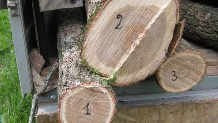 Черничкин сад волгоградская область. Дубовая 8. Мудрый дуб 8мб. Бочка дубовая экспорт 15л. Сколько стоит дуб на корню в бишкек.