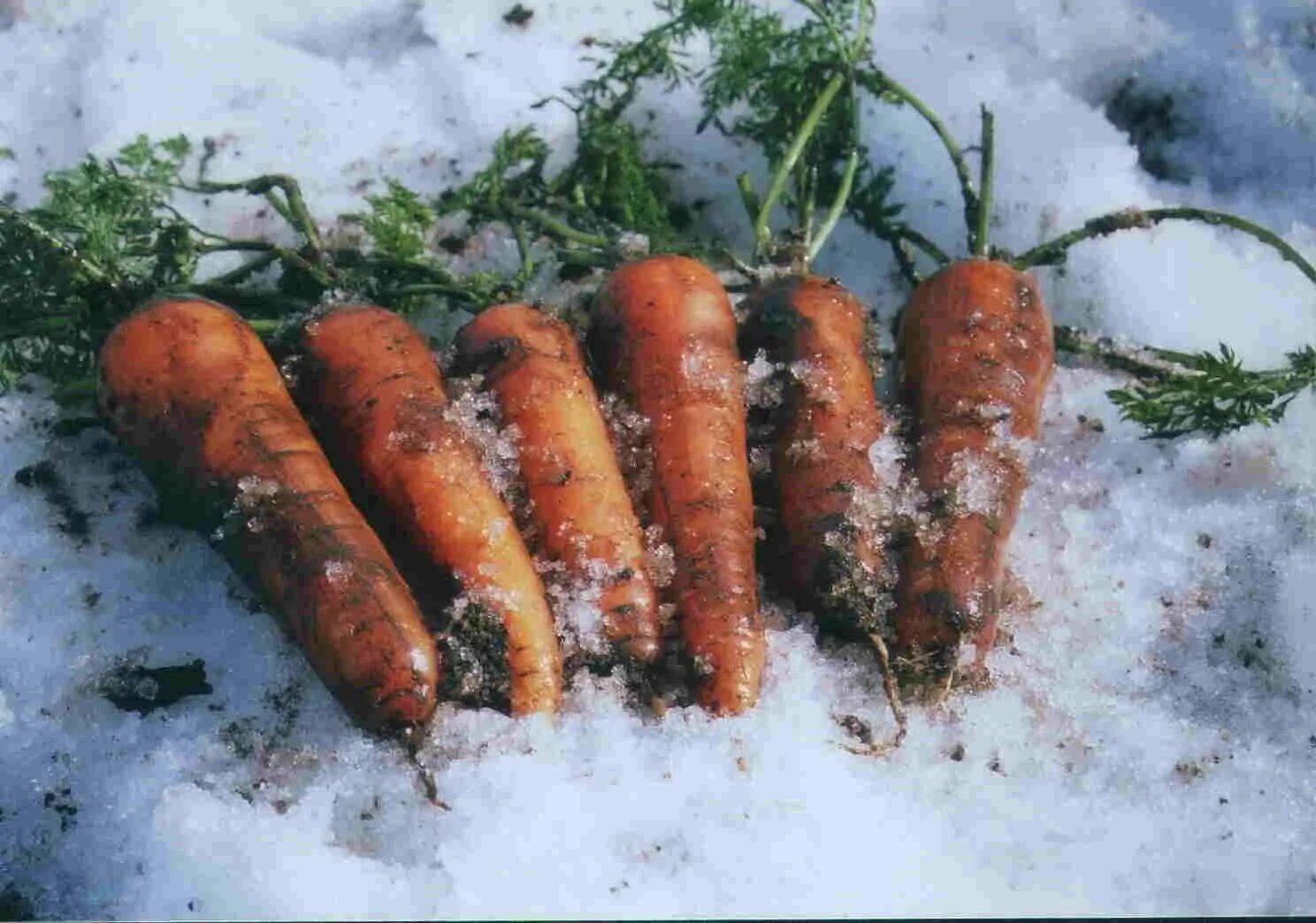 Морковь московская зимняя а515 гавриш. Морковь autumn king 2. Морковь московская зимняя а 515. Морковь зимняя. Морковь зимняя сладкая 2г.