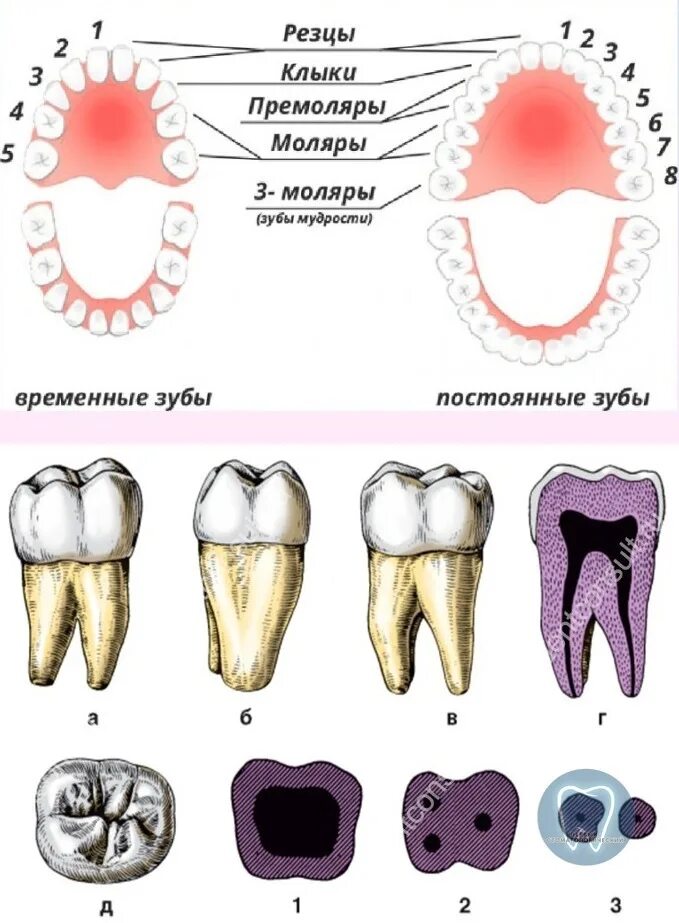 Коренные моляры. Резцы моляры премоляры. Резцы клыки премоляры моляры анатомия. Резцы клыки моляры зубы у детей.