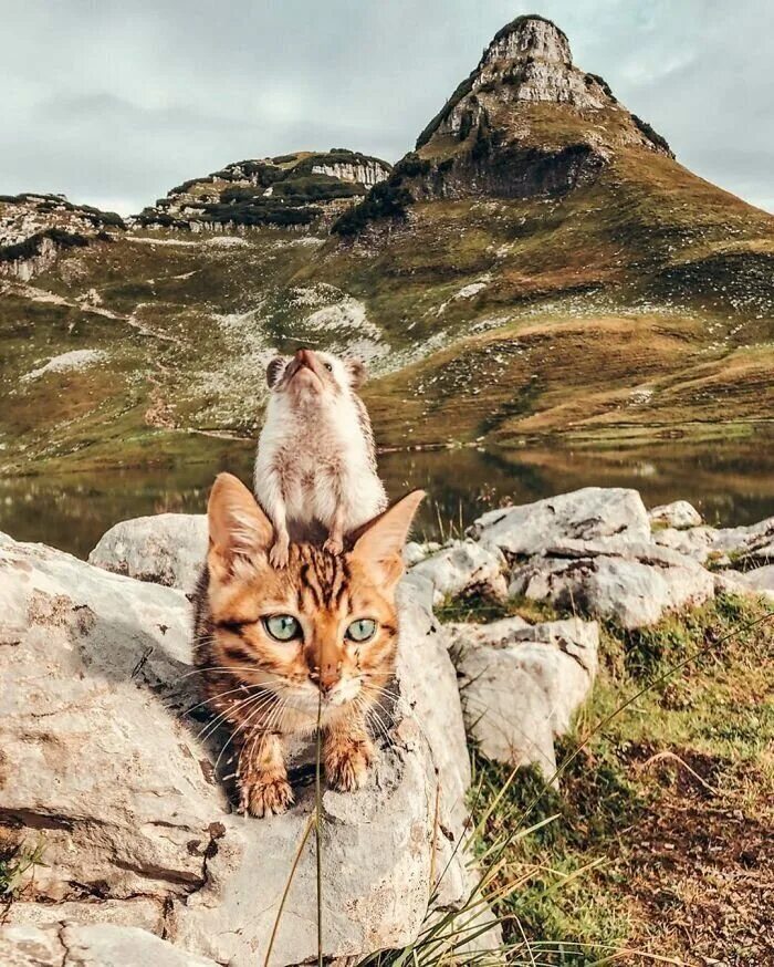 Кругосветное путешествие кота. Сьюки кот путешественник. Гора кошка. Кот в горах. Кошка на горе.